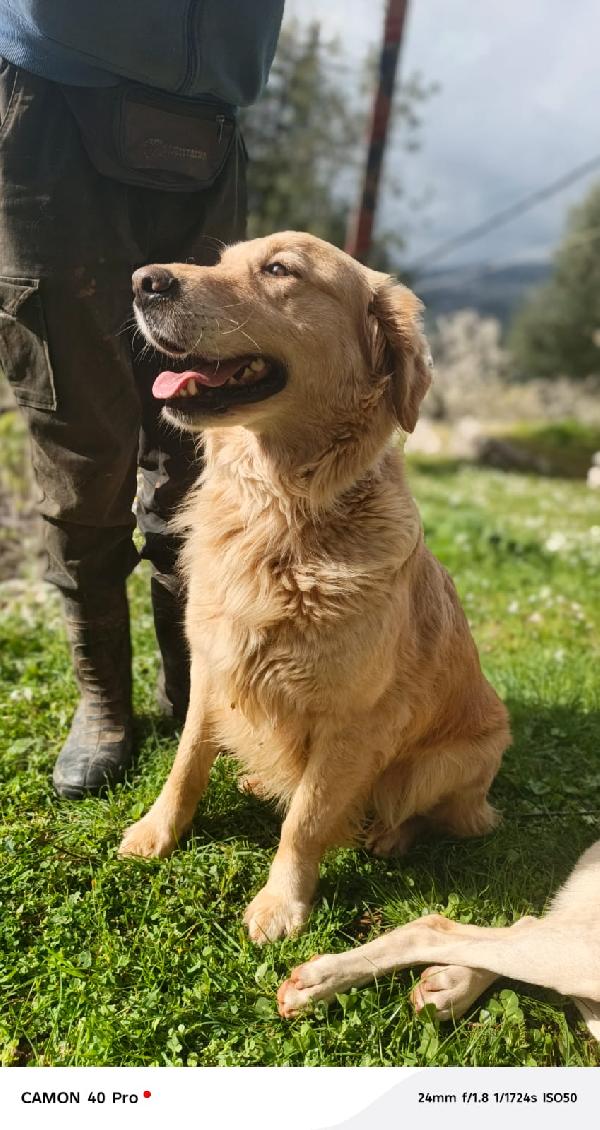 Chloe, una splendida Golden Retriever Foto 11